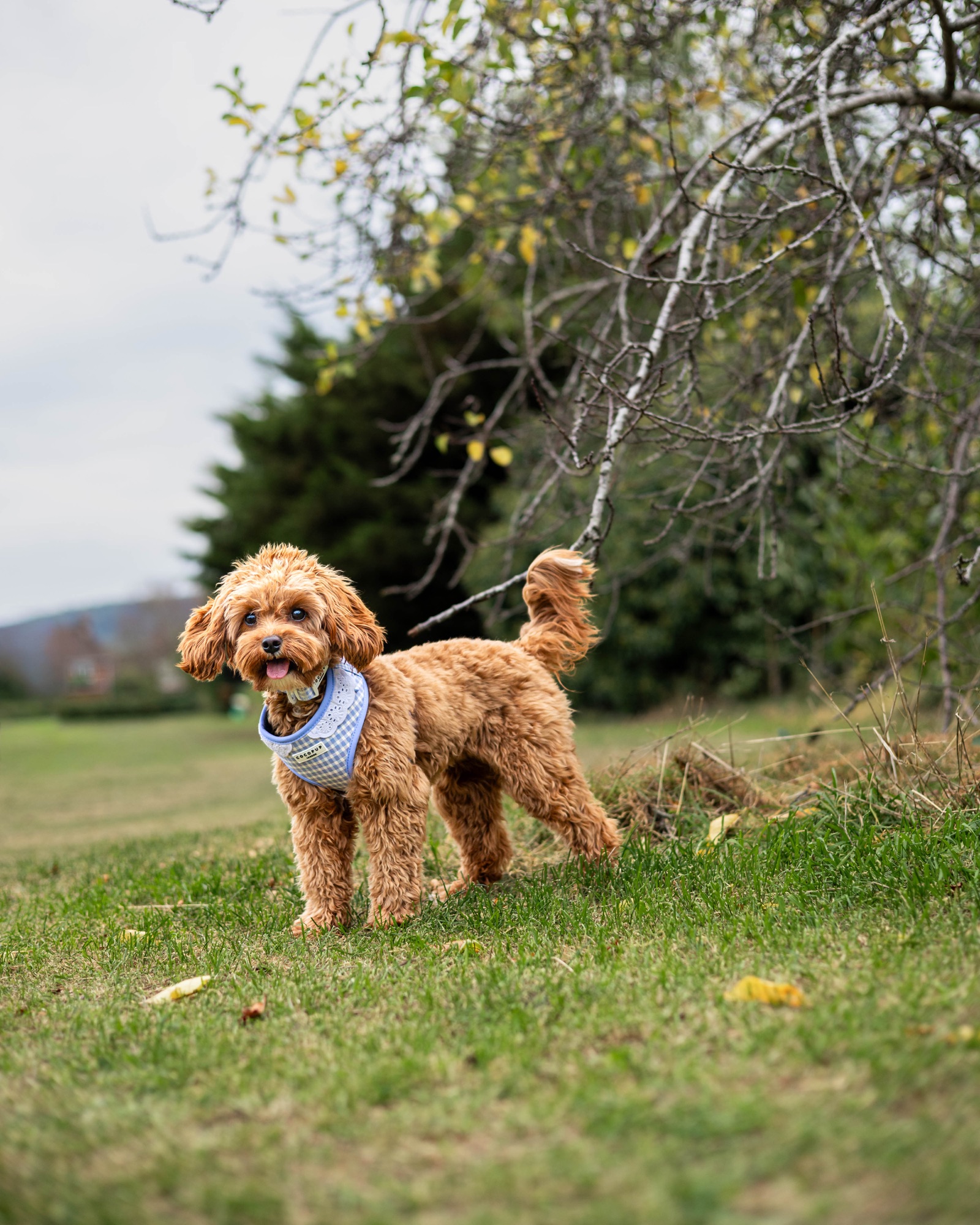 Small dog standing beneath a tree in the grass