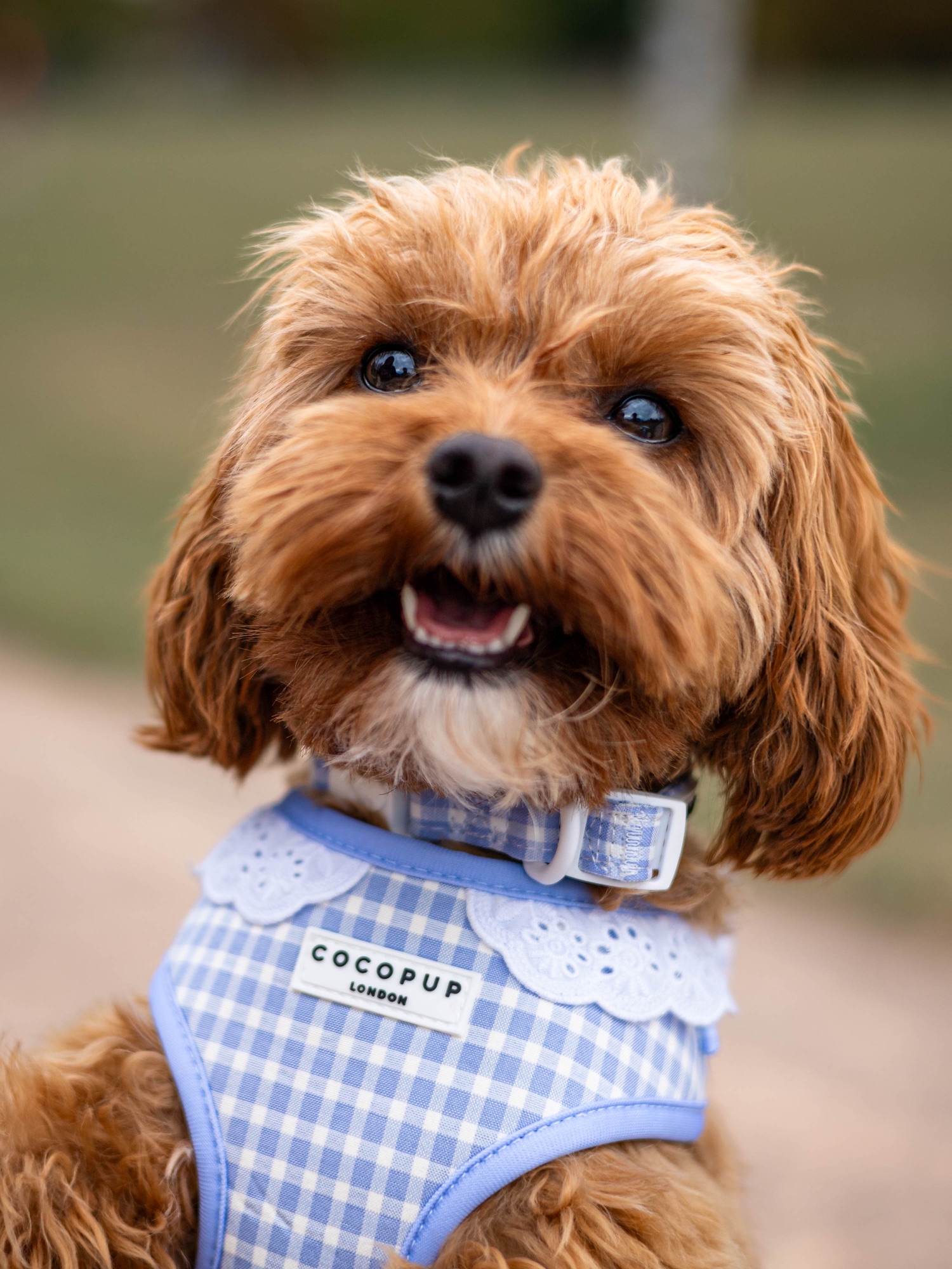 Close-up portrait of a smiling caramel-coloured dog