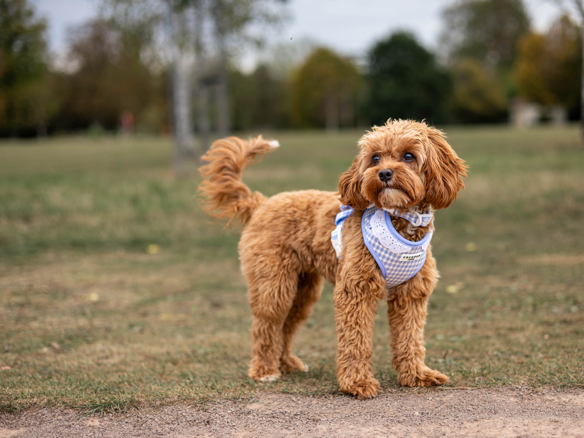 Small dog standing in an open park