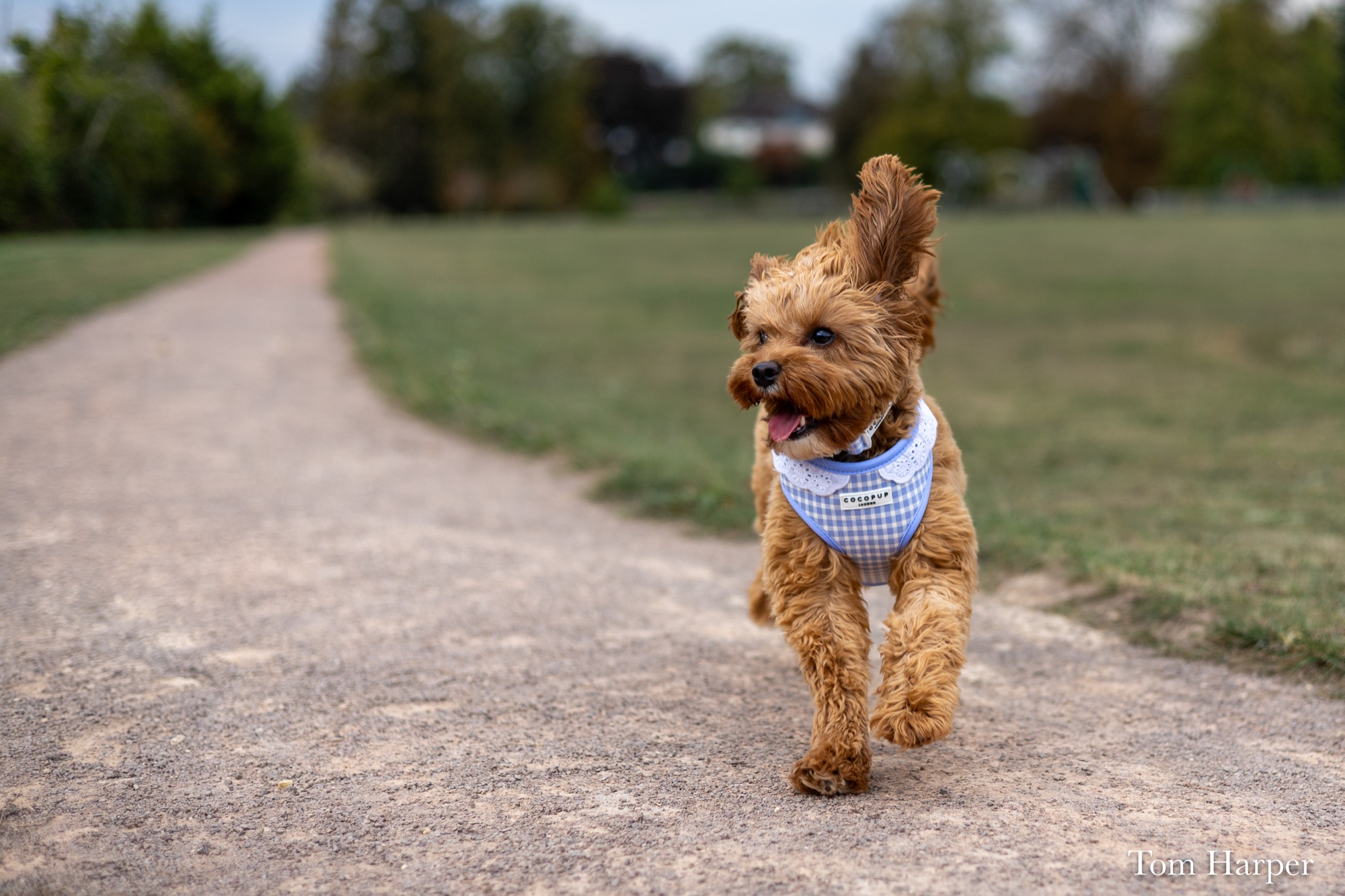 Caramel-coloured dog bounding along a park path in a blue checked harness