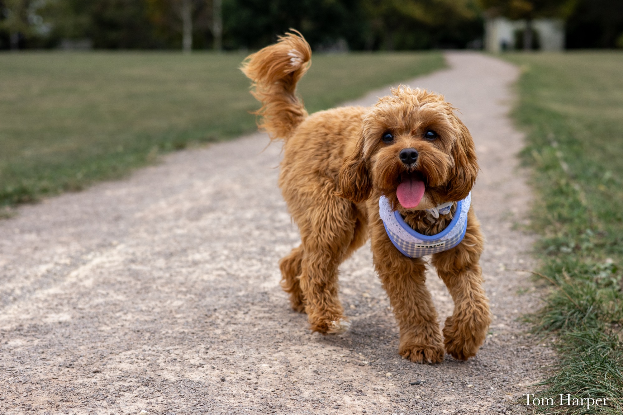 Caramel-coloured dog standing on a park path with its tongue out