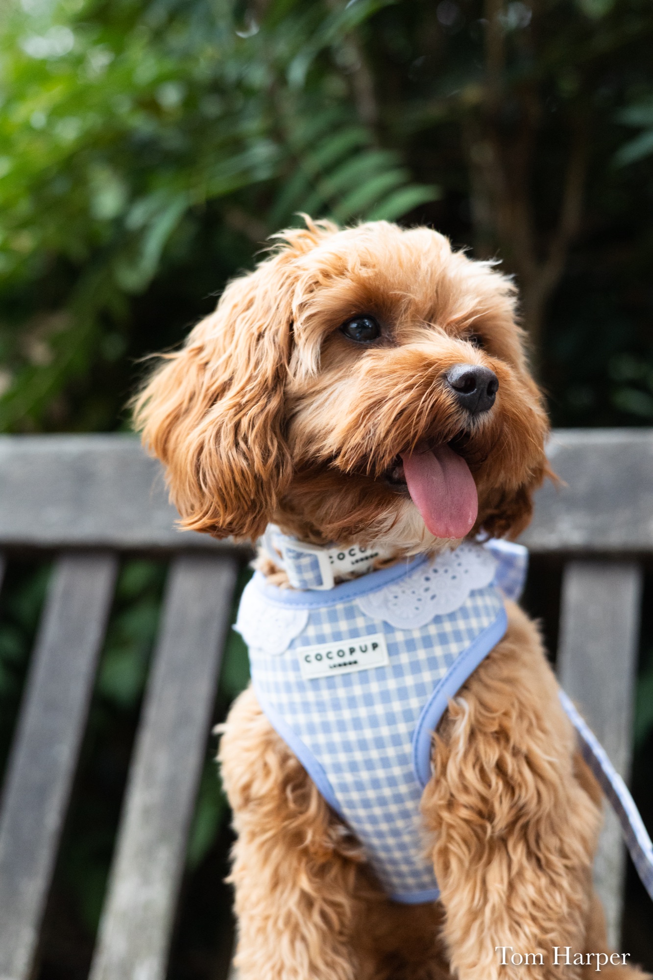 Caramel-coloured dog sitting on a wooden bench beneath green leaves