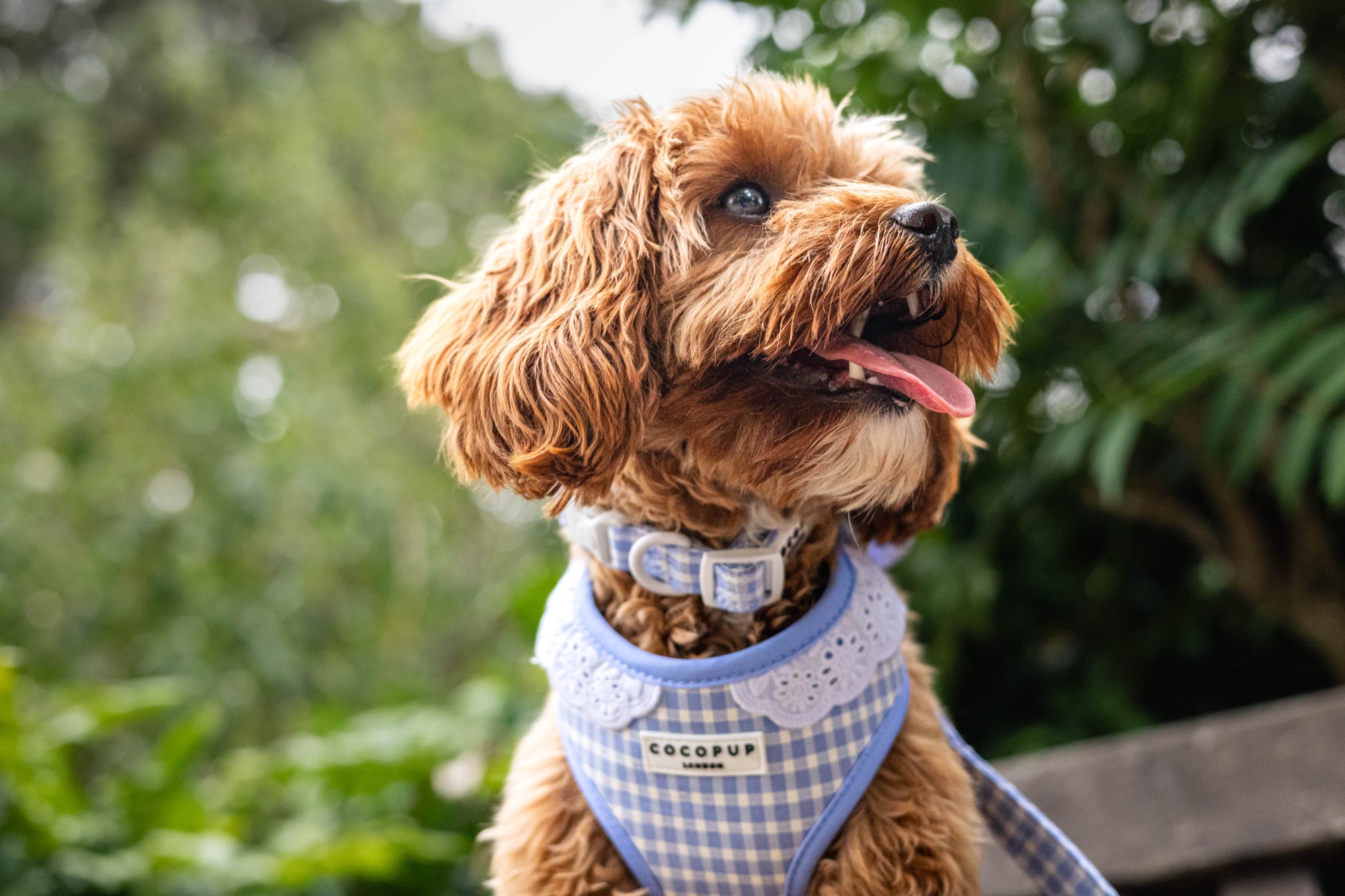 Close-up of a dog looking upward in a leafy garden