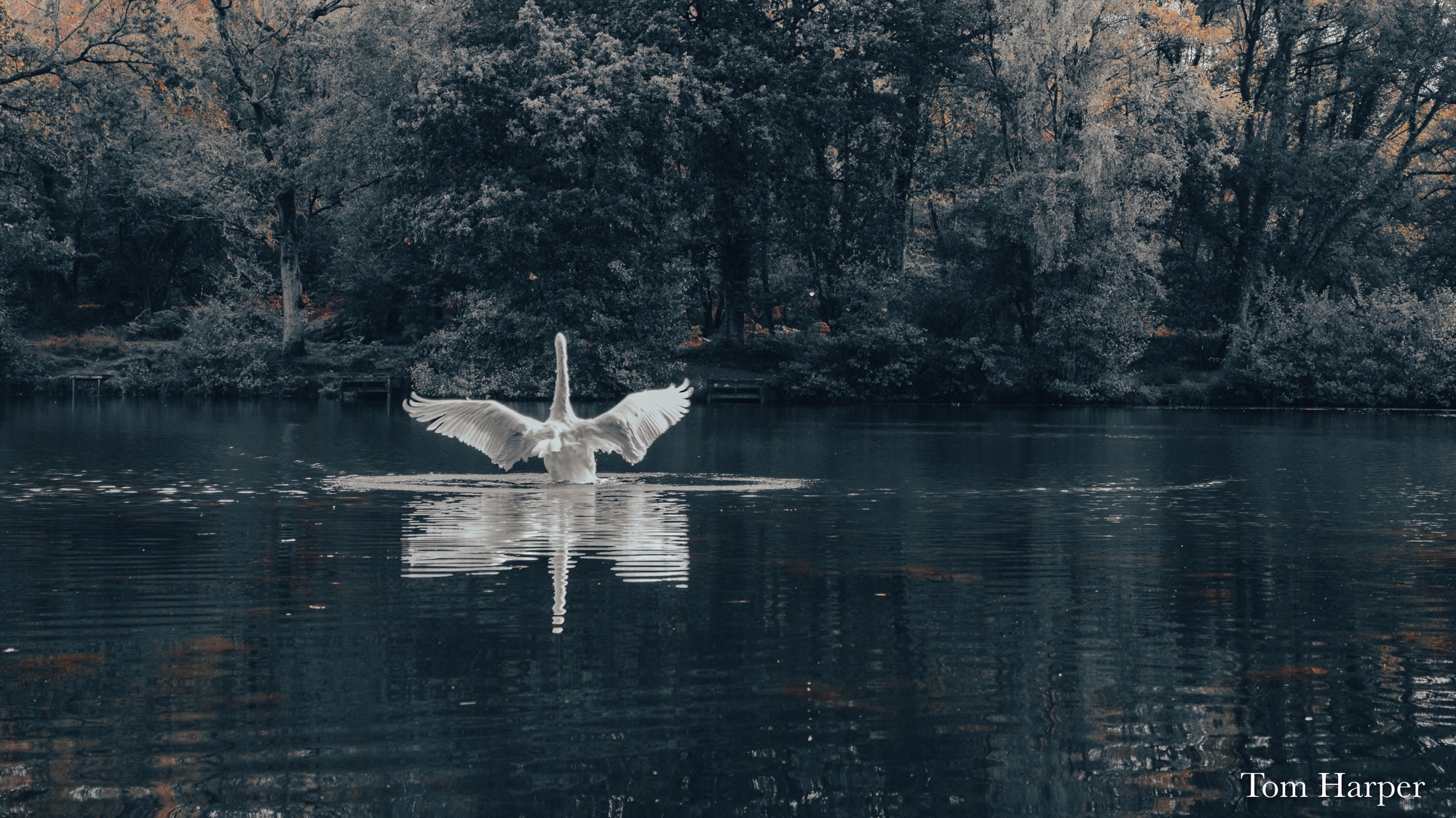 White swan spreading its wings on a lake beneath shadowed trees