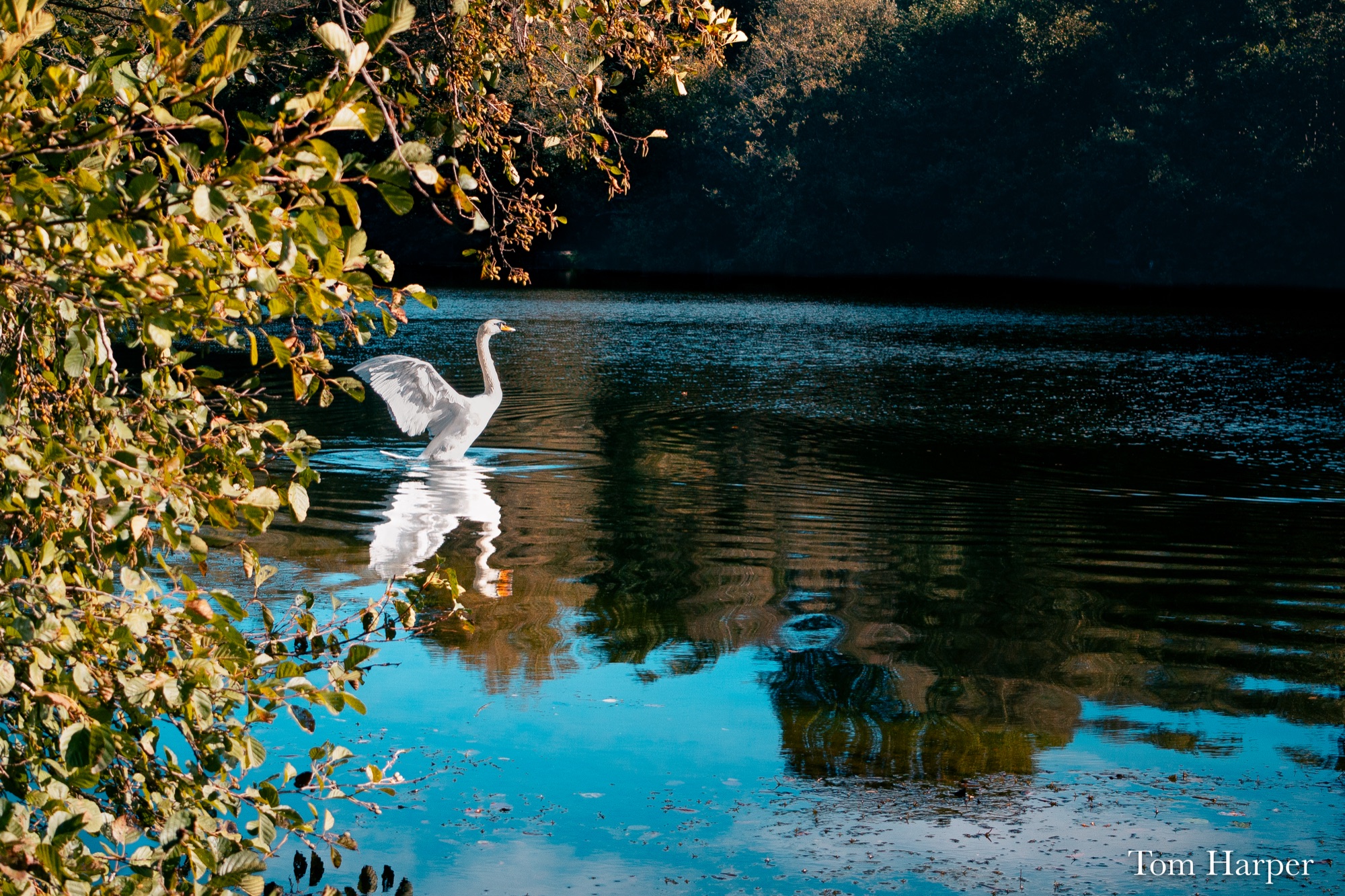 White swan stretching its wings on a lake framed by sunlit leaves
