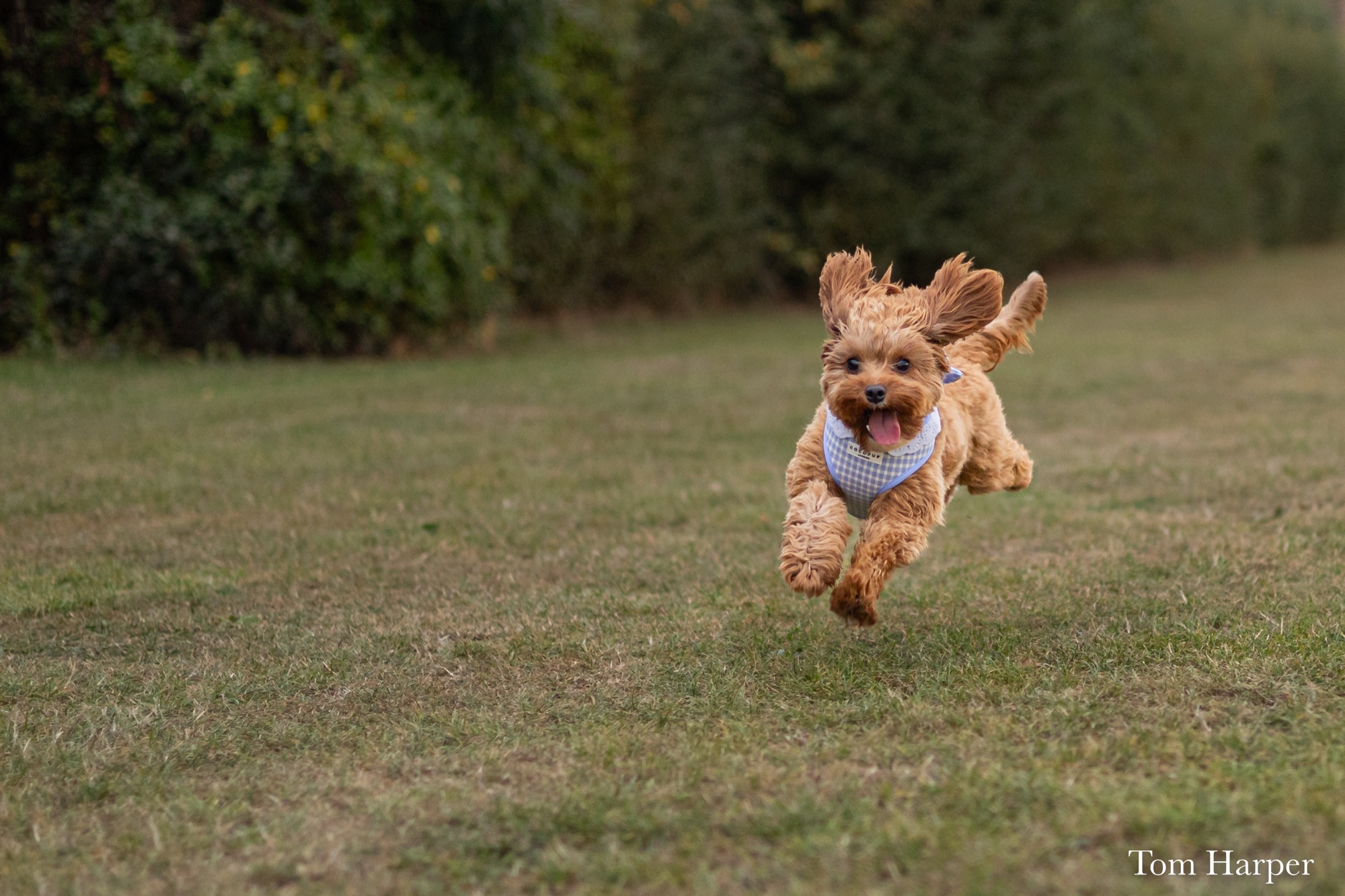 Small dog airborne above the grass with its ears lifted