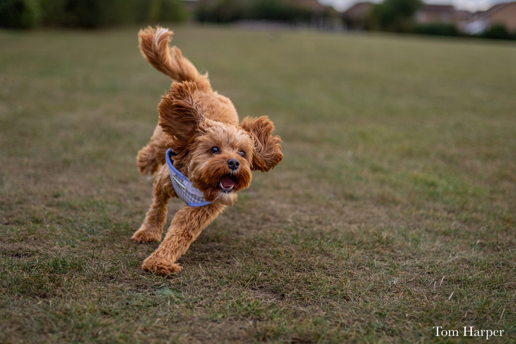 Caramel-coloured dog turning as it runs across a grassy field