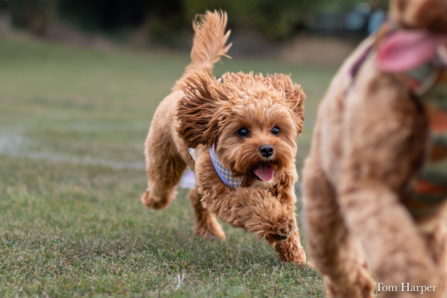Small dog running across the grass behind another dog