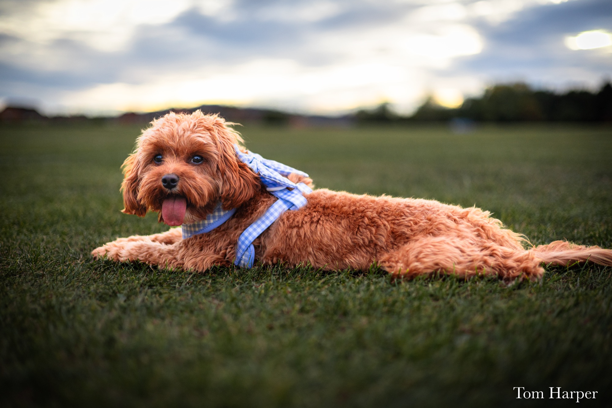 Caramel-coloured dog lying on grass beneath a cloudy evening sky