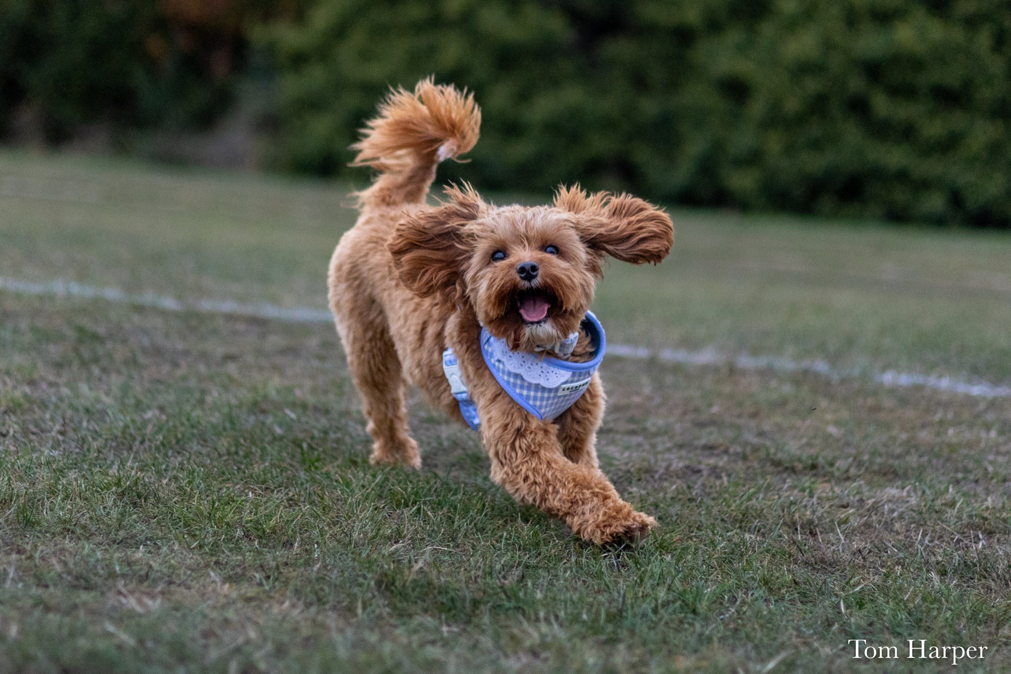 Caramel-coloured dog running towards the camera with its ears spread wide