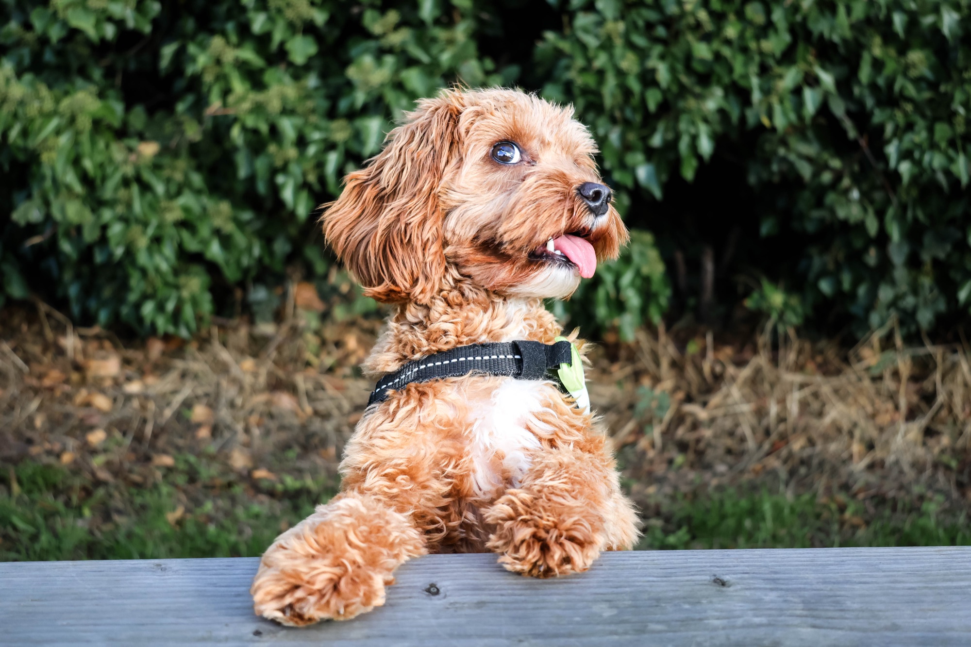 Dog resting its front paws on a wooden rail