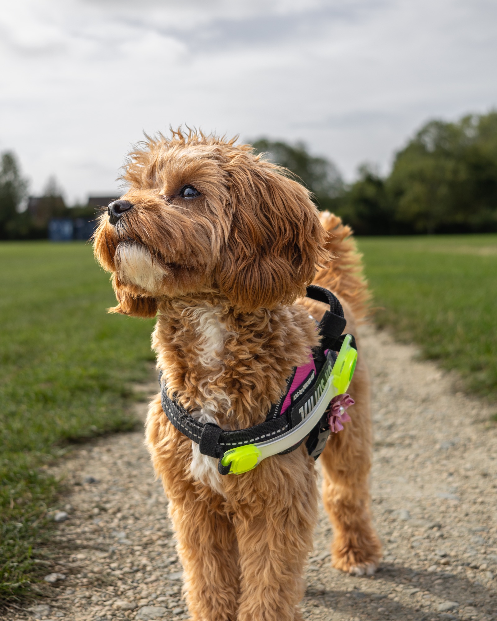 Dog standing on a park path and looking to the left