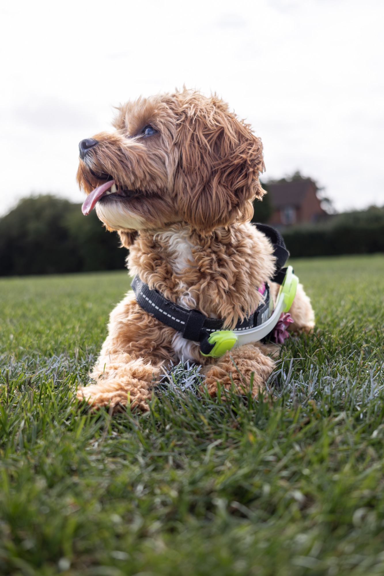 Dog lying in grass with its head turned to the side