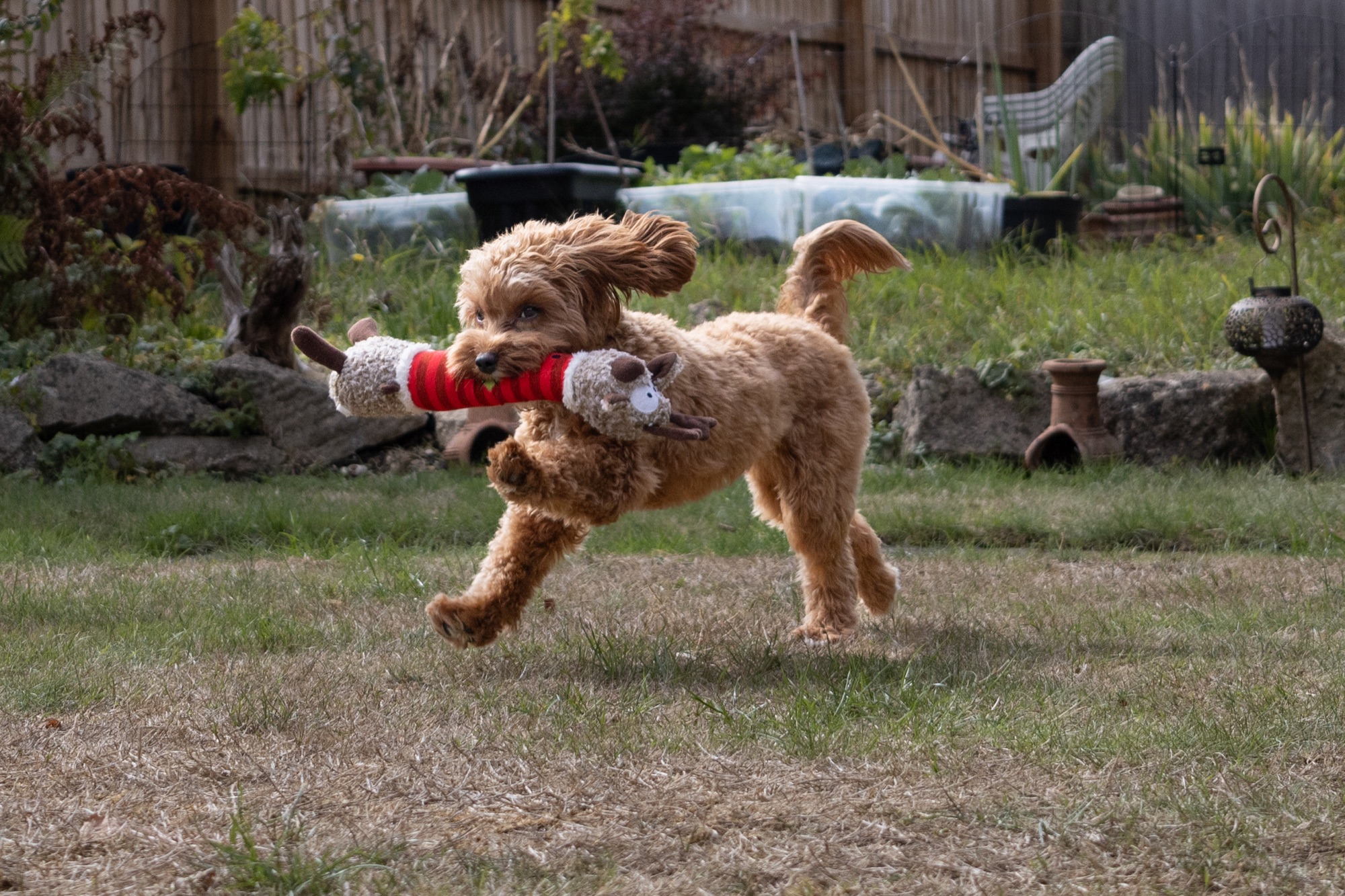 Dog running across a garden carrying a soft toy