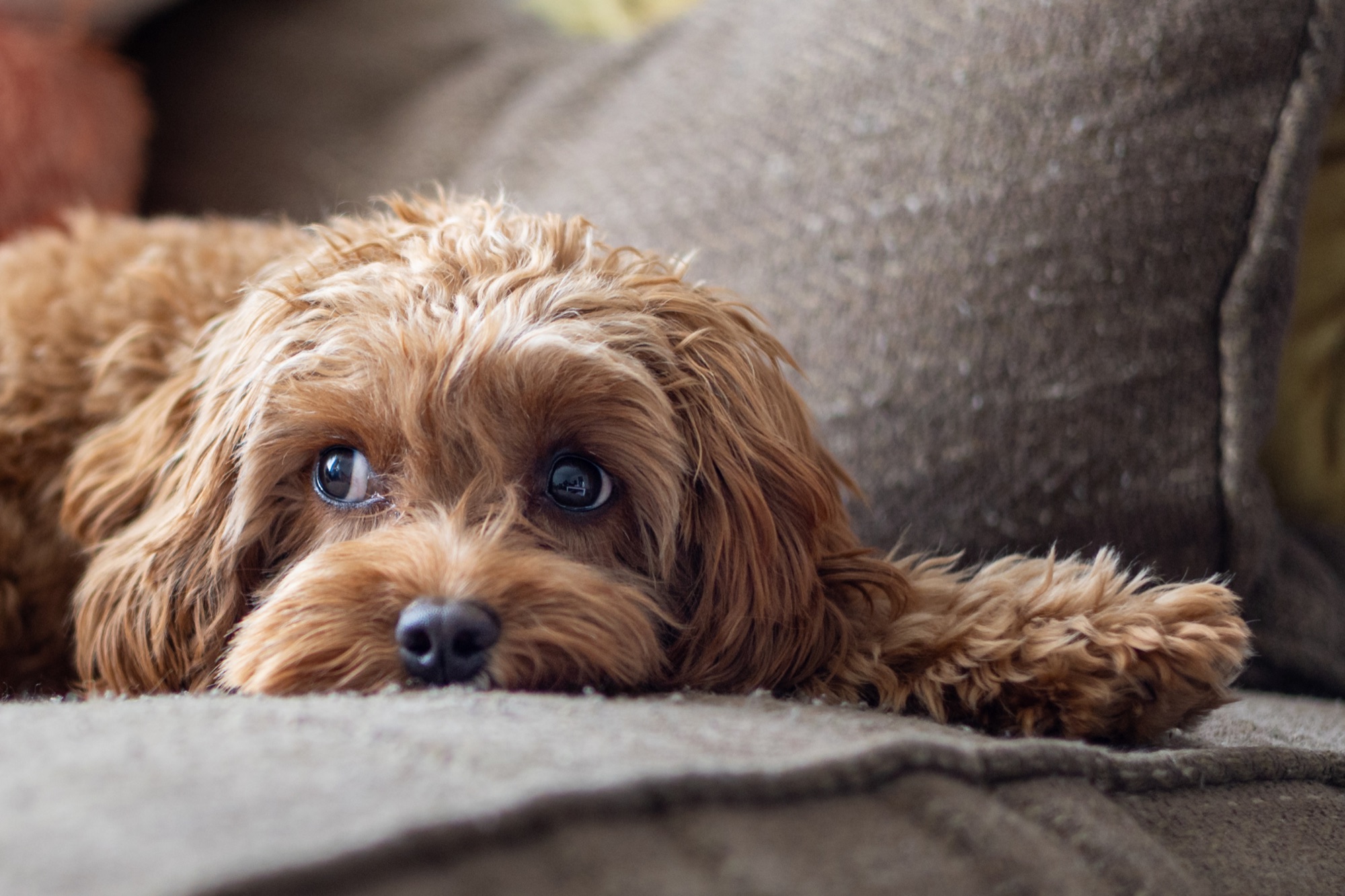 Dog peeking over a sofa cushion