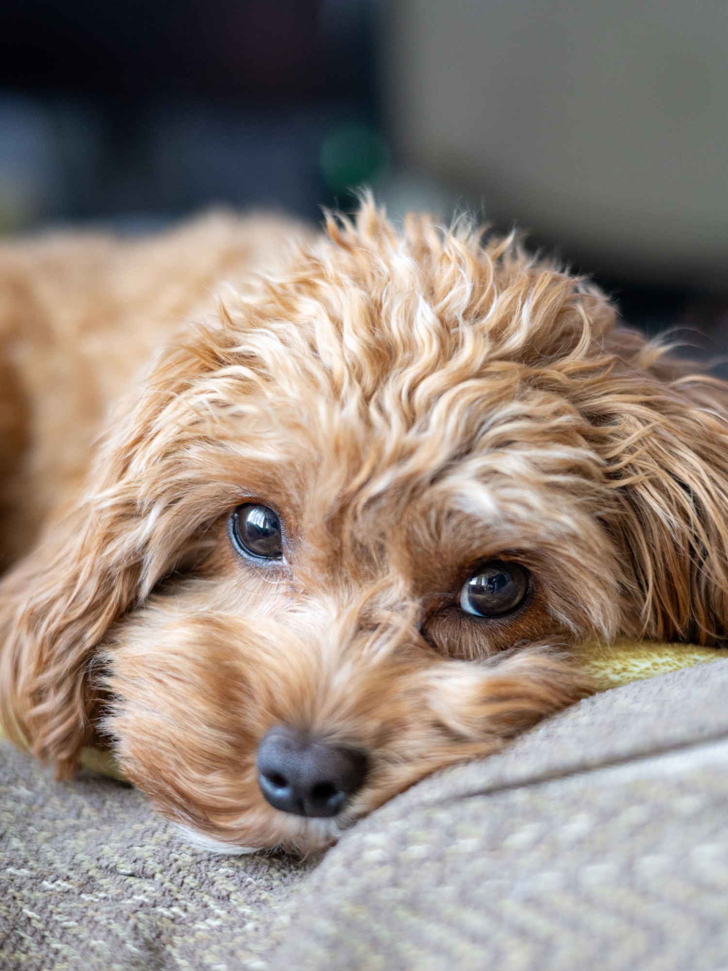 Close-up of a dog resting its head on a blanket