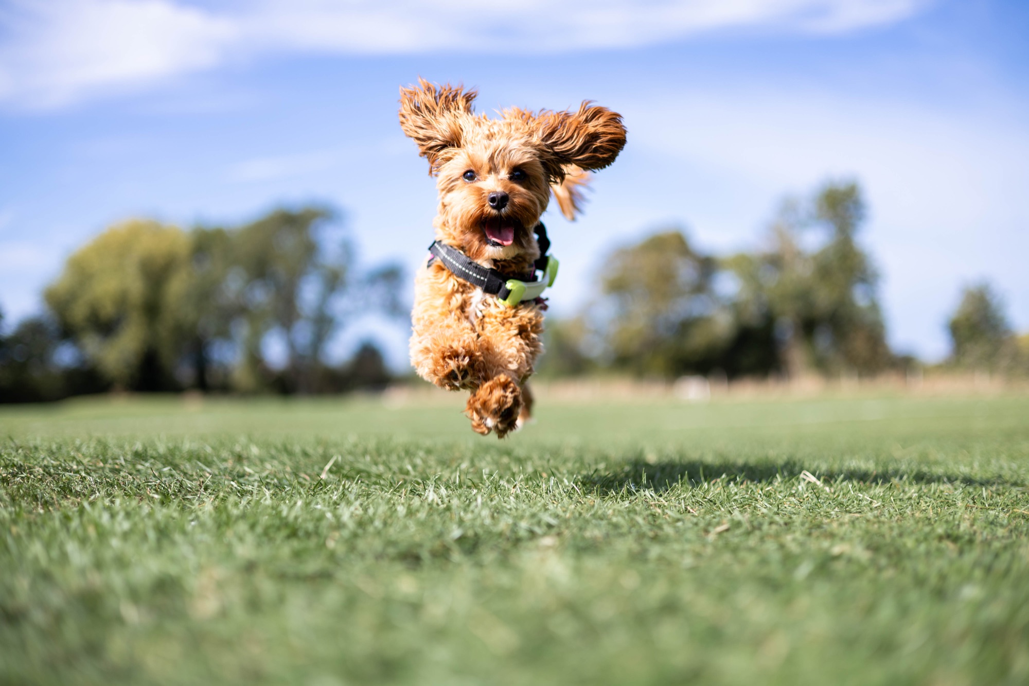 Dog leaping above the grass beneath a blue sky