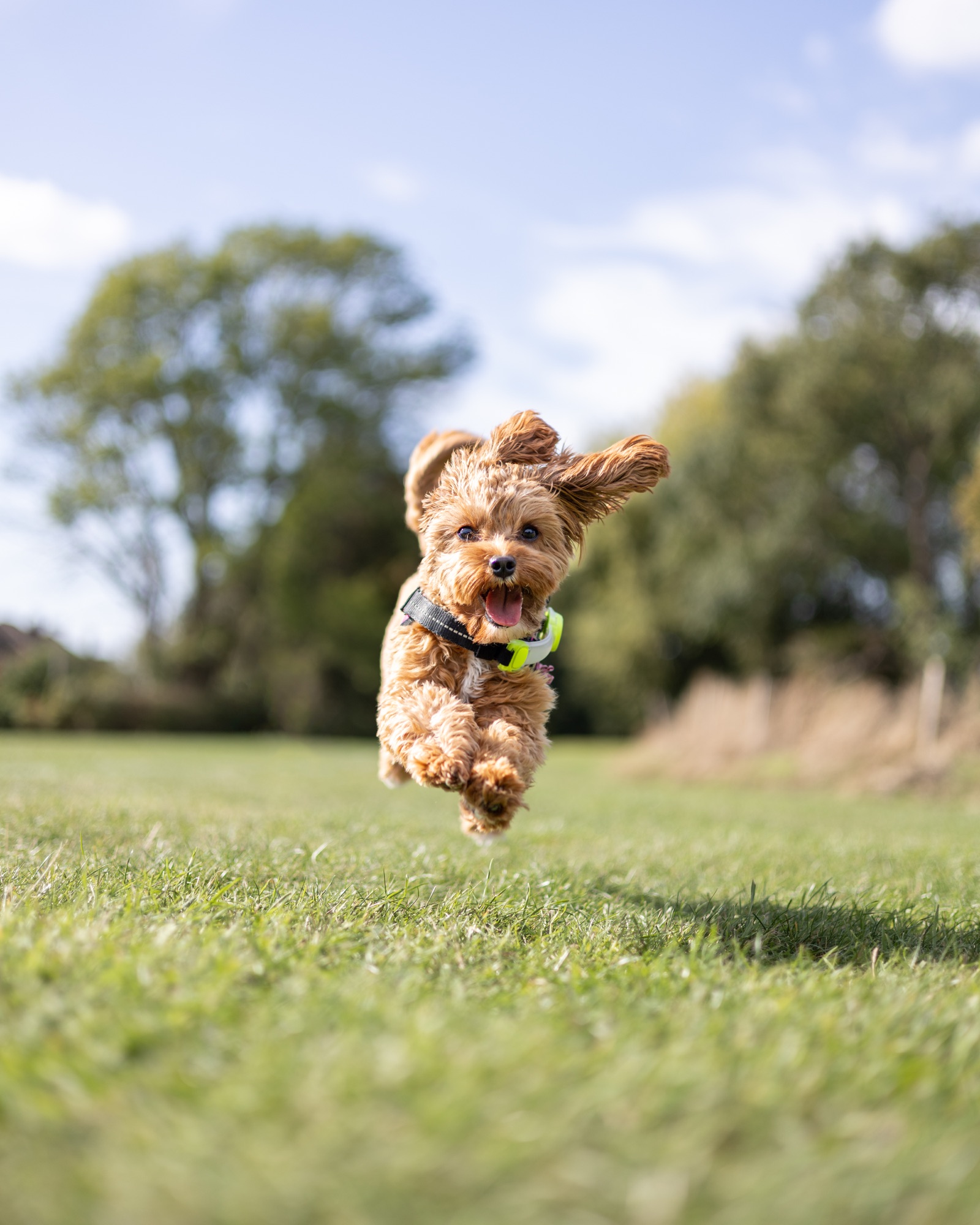Dog jumping above the grass with ears in the air