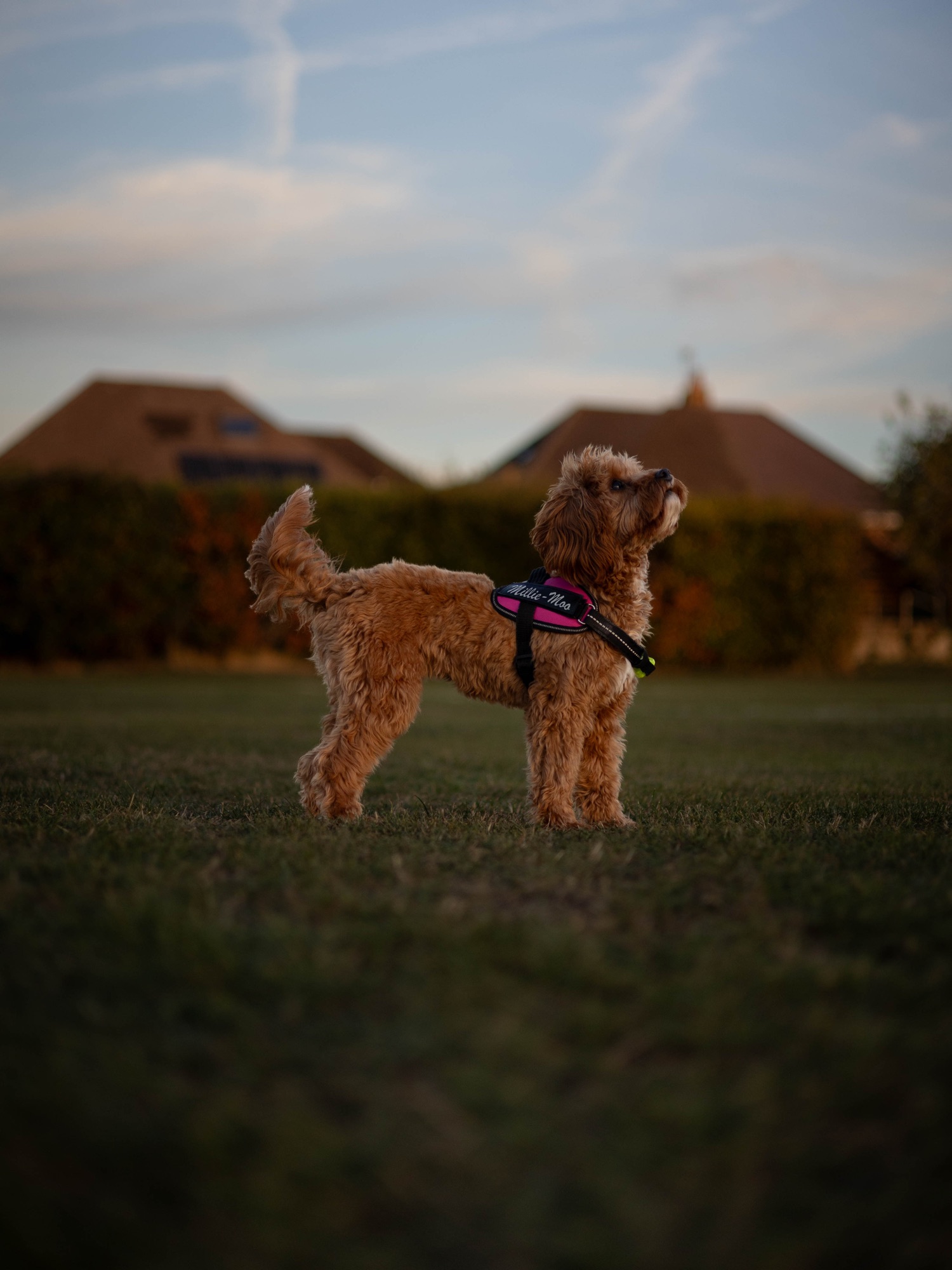 Dog standing in a field beneath the evening sky