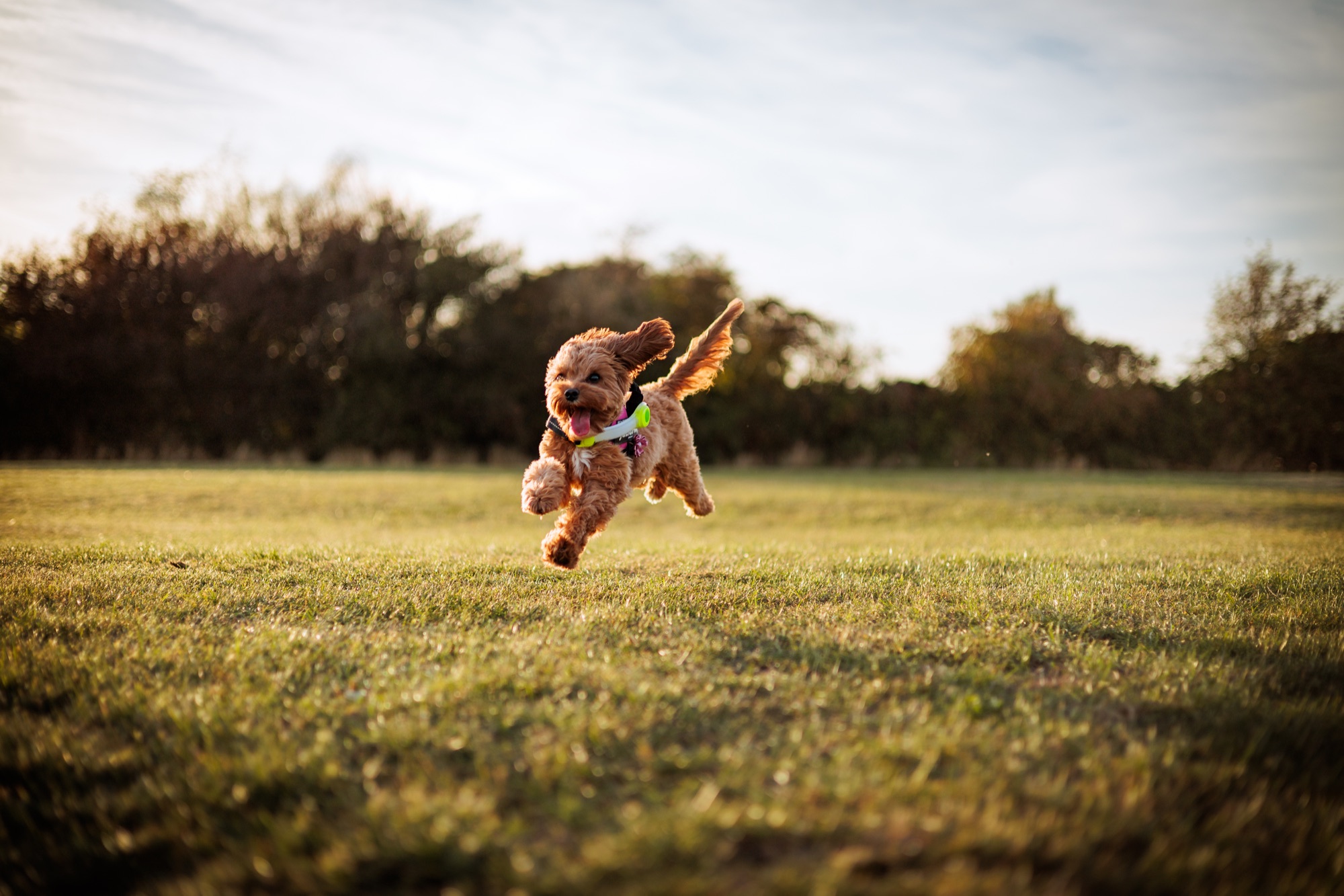 Dog running across a sunlit field