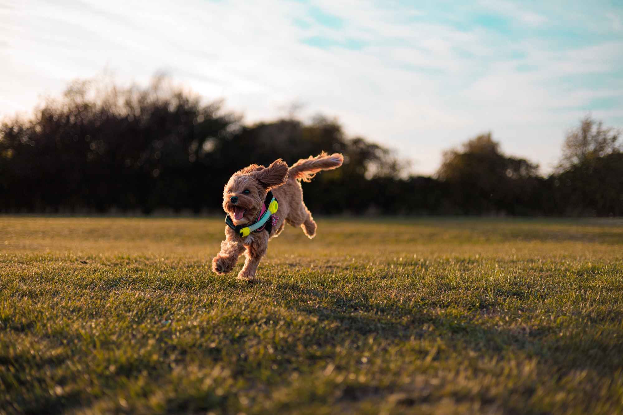 Dog bounding through a field in warm light