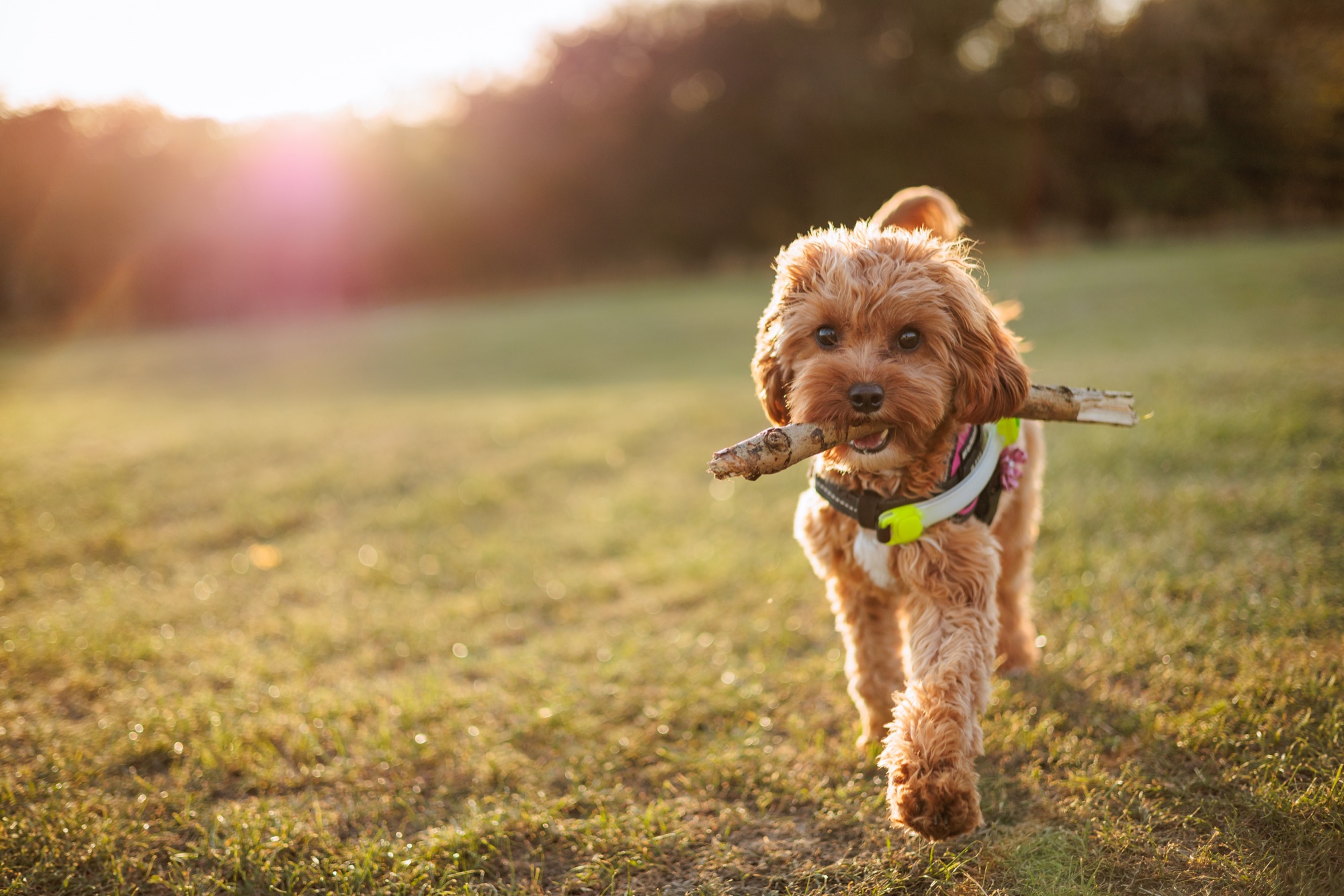 Dog walking through golden light with a stick