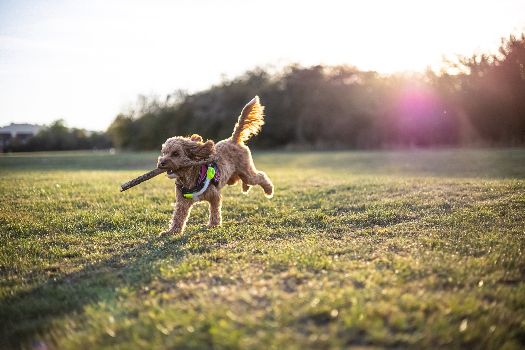 Dog running across a field carrying a stick