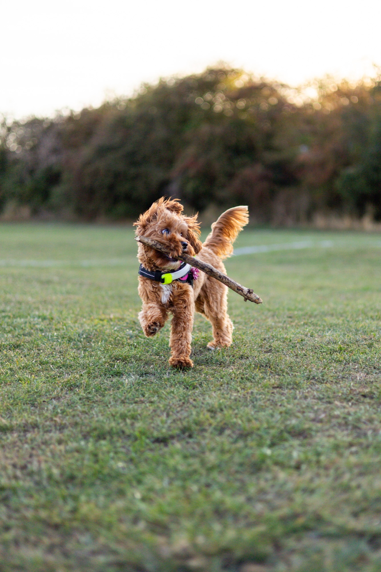 Dog walking through grass with a stick in its mouth