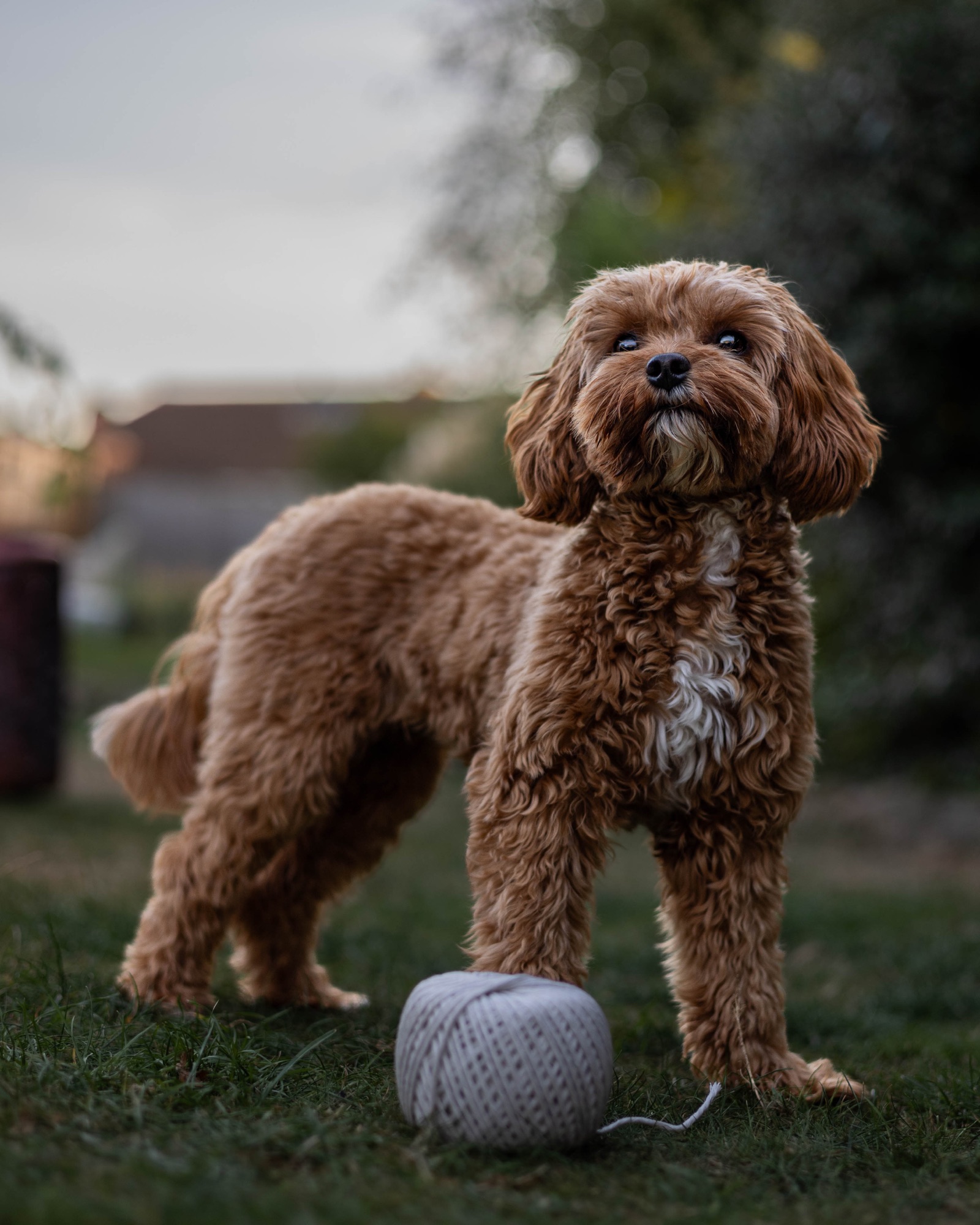 Dog standing in a garden beside a white ball