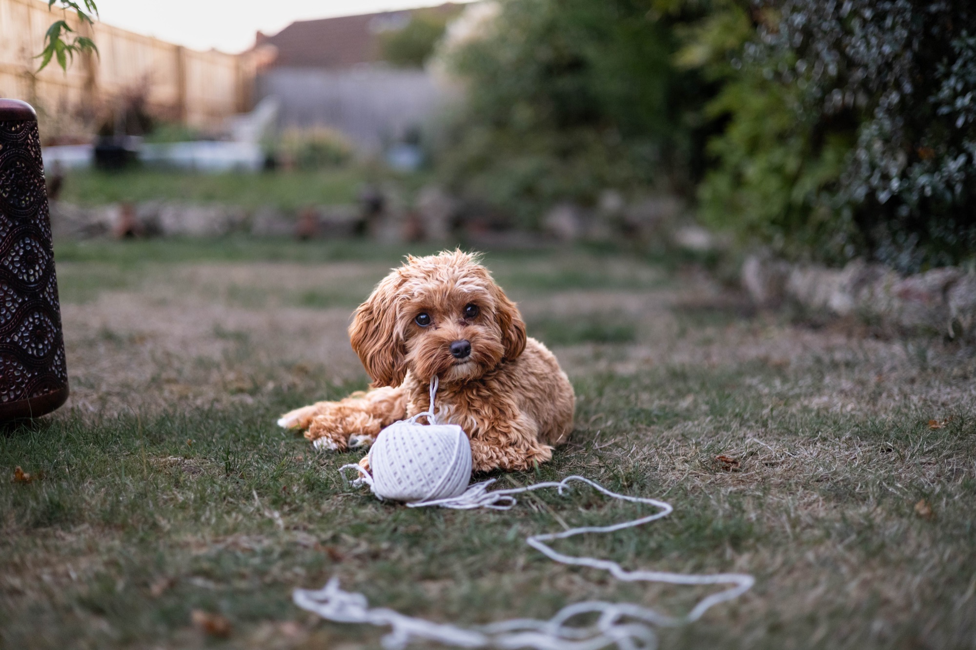 Dog lying in a garden beside a ball of string