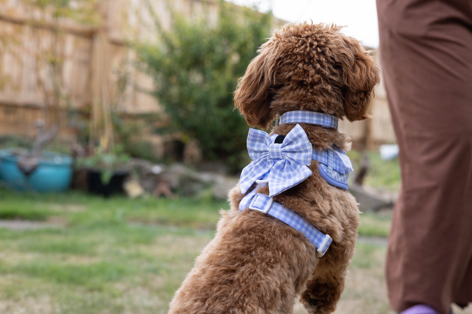 Dog seen from behind beside a person in a garden