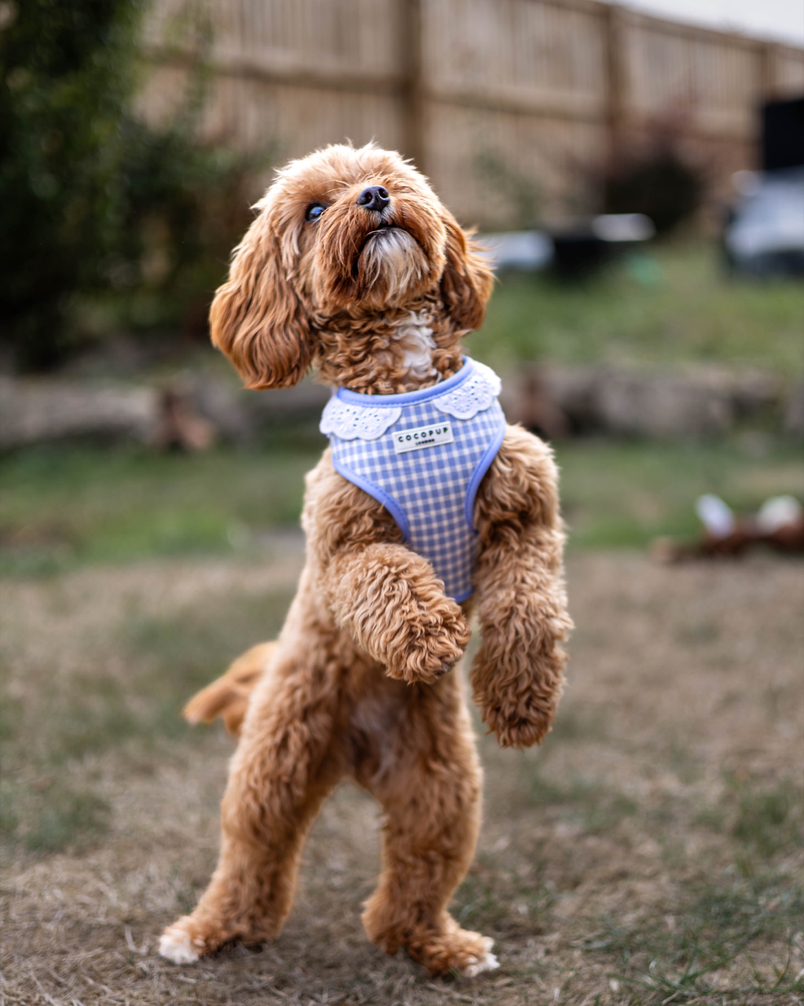 Dog sitting upright and looking up in a garden