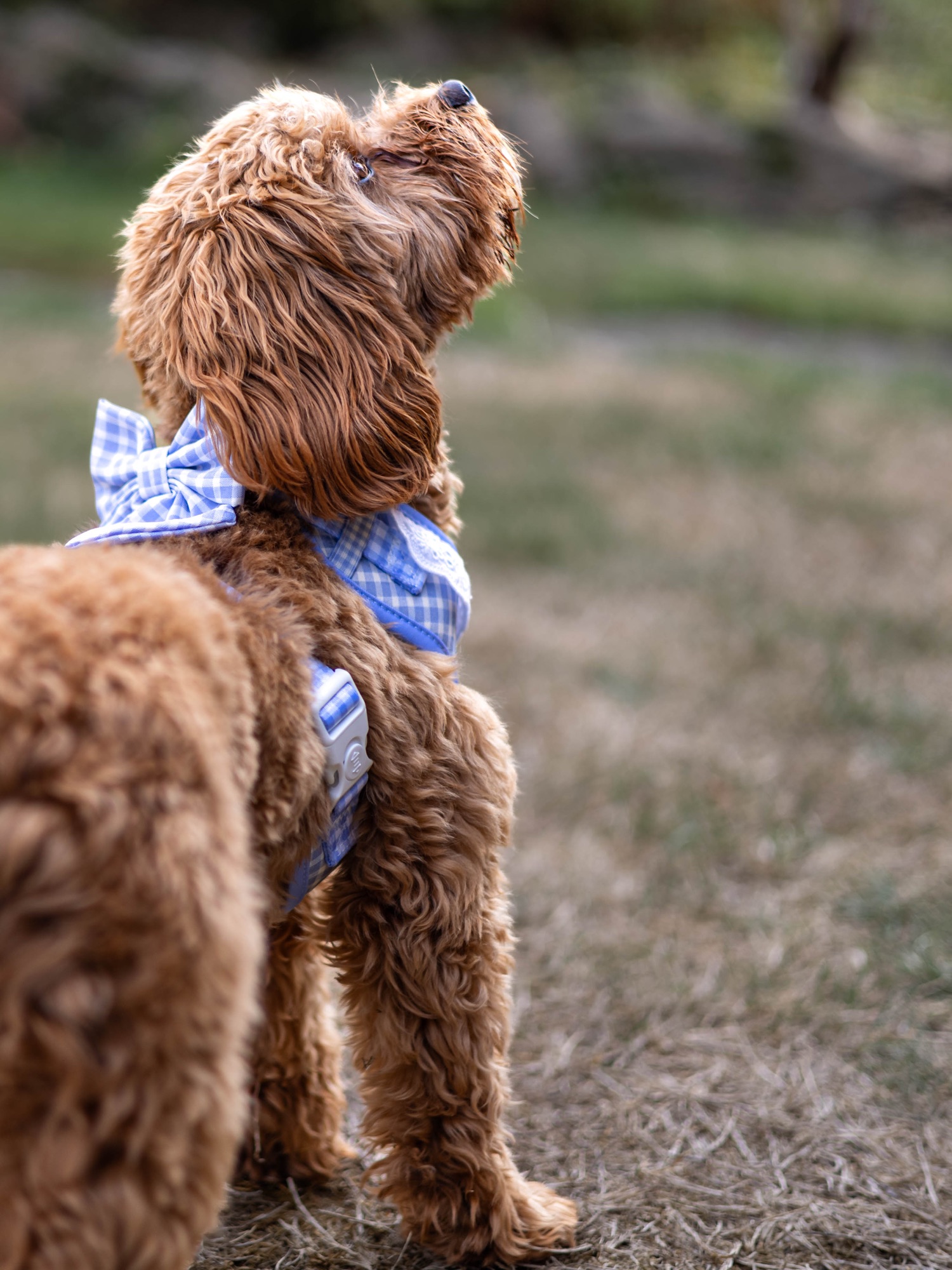 Dog looking upward while standing in a garden