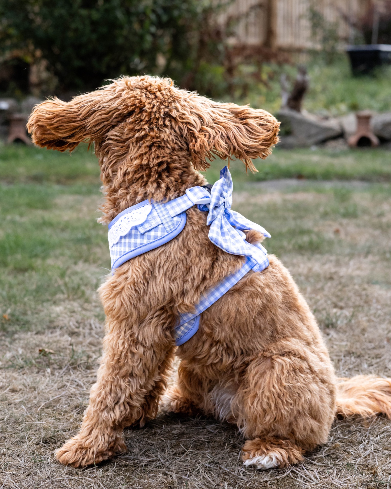 Dog seen from behind with ears spread wide