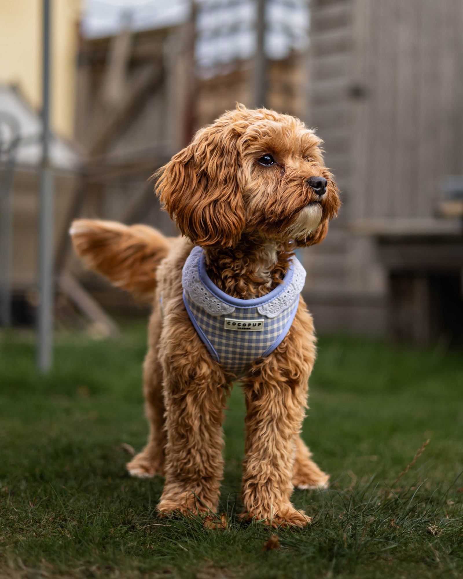 Dog standing in a garden in a blue checked harness