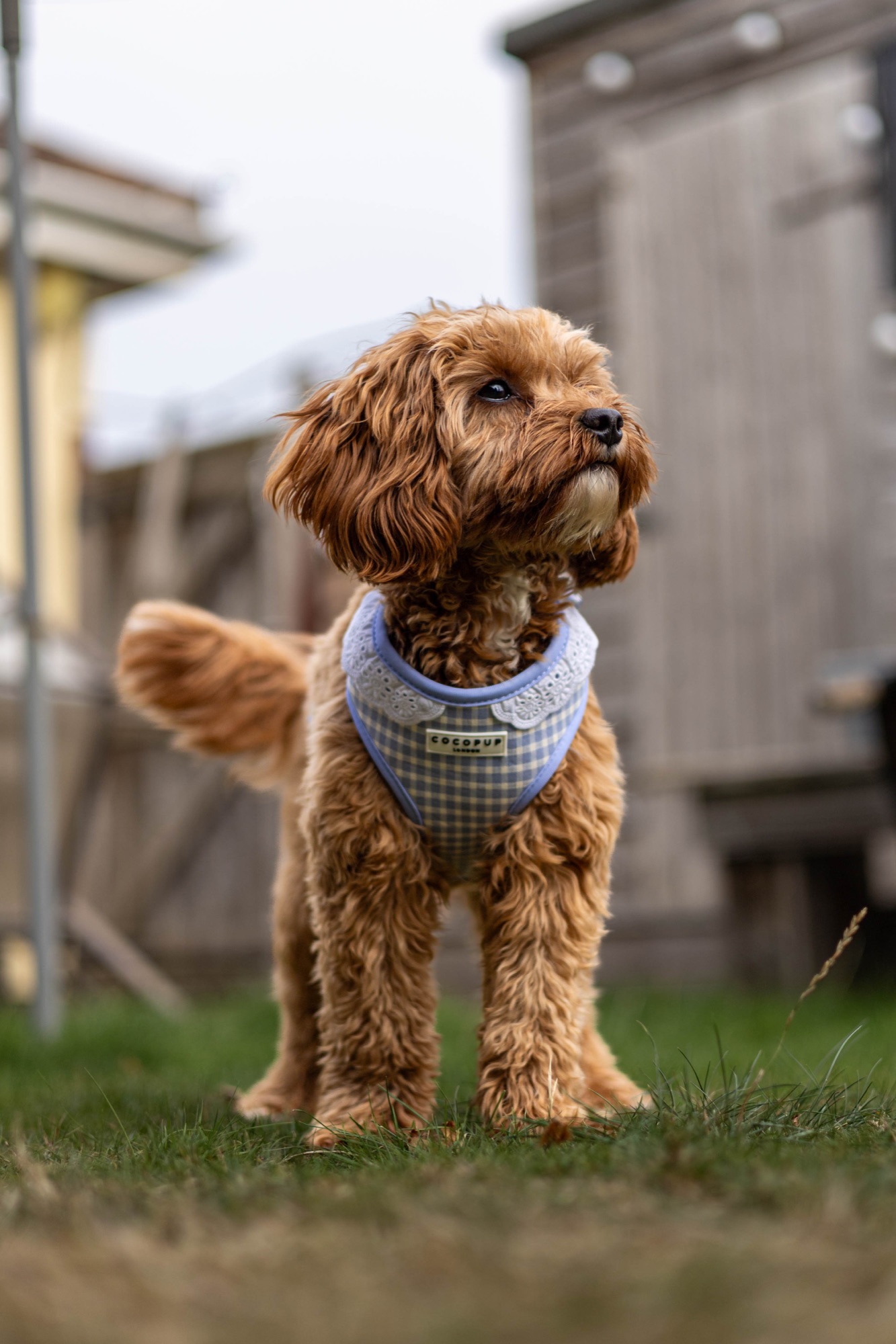 Dog standing on grass with an alert expression