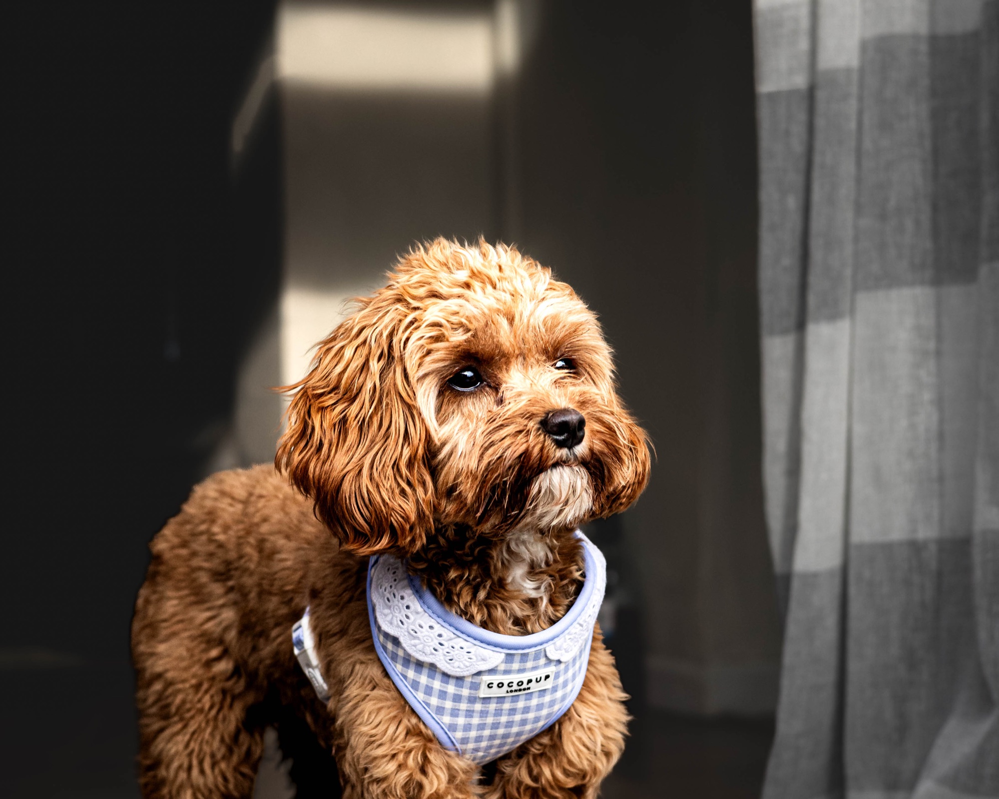 Dog standing in a patch of window light